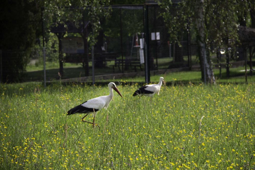 Cigogne- Pamella Rodriguez (2) Cigogne- Pamella Rodriguez (2)